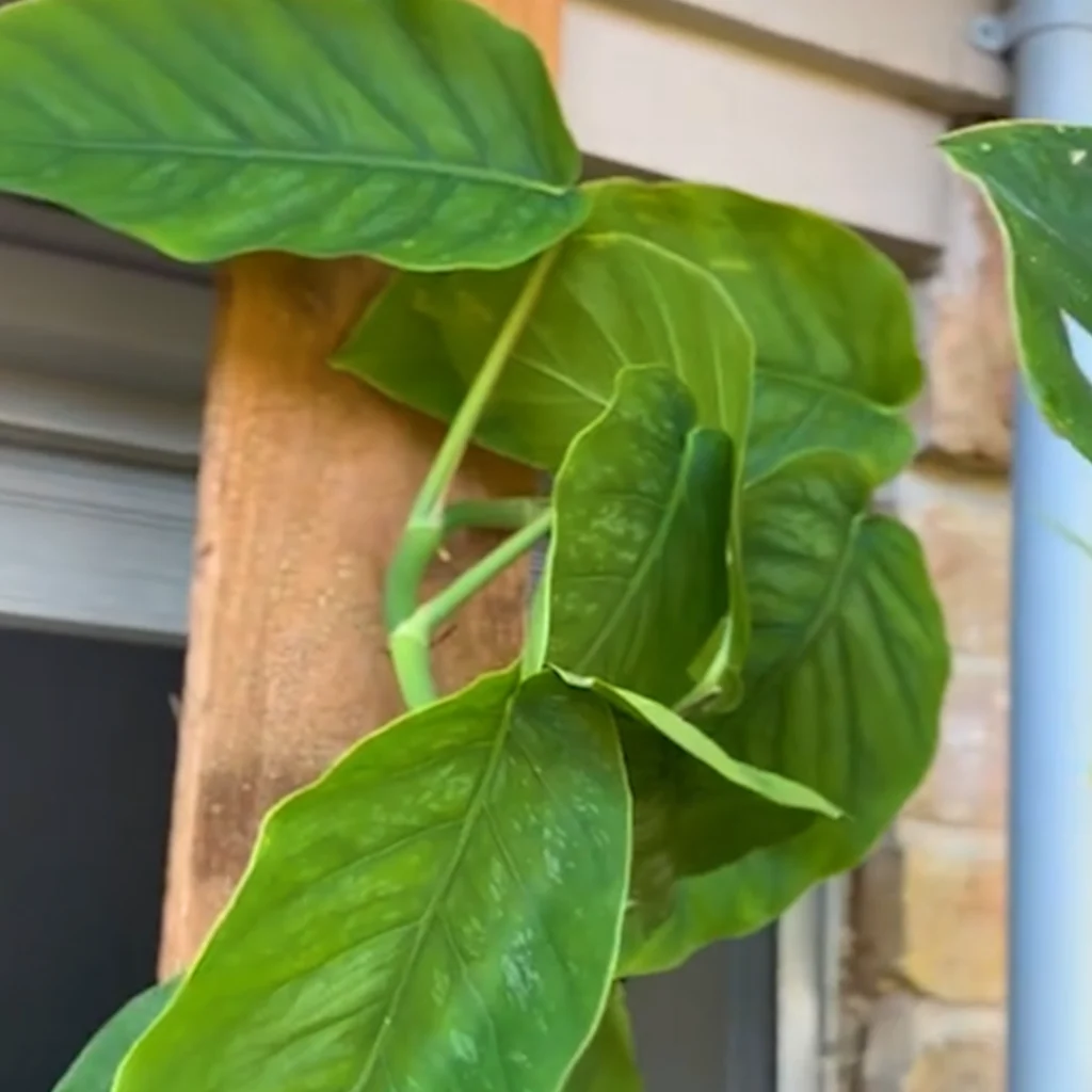 Outside Plant Fertilizer