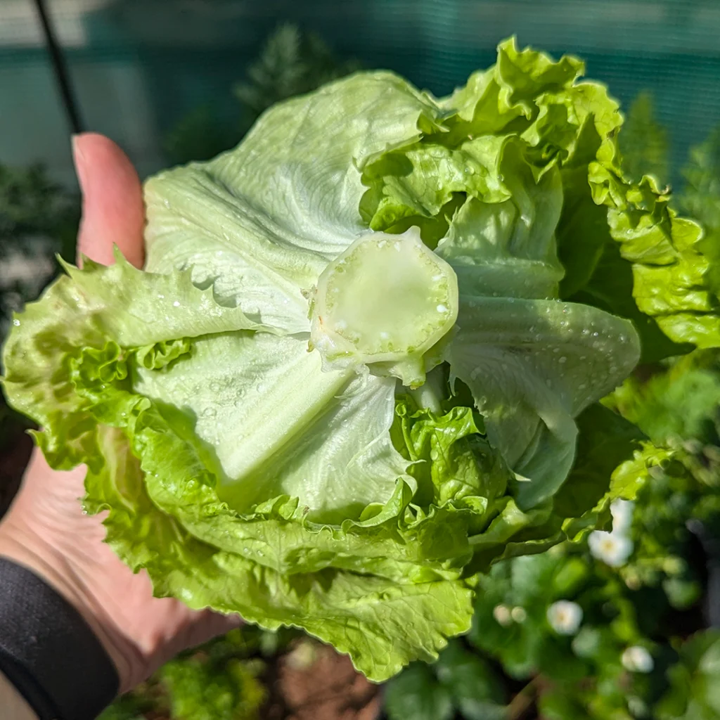 Outdoor Nutrients for Vegetables